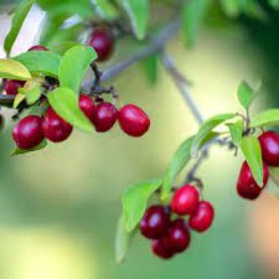 Cornelian berry