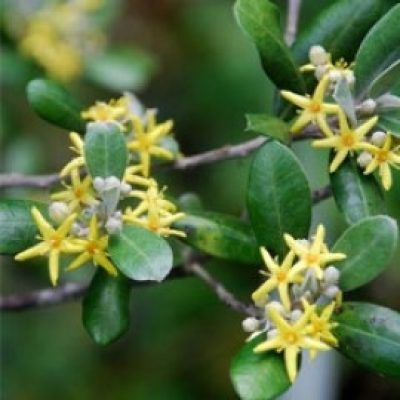 Corokia Virgata 'Yellow Wonder'