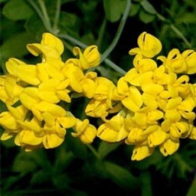 Coronilla Coronata