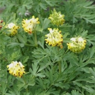 Corydalis Nobilis