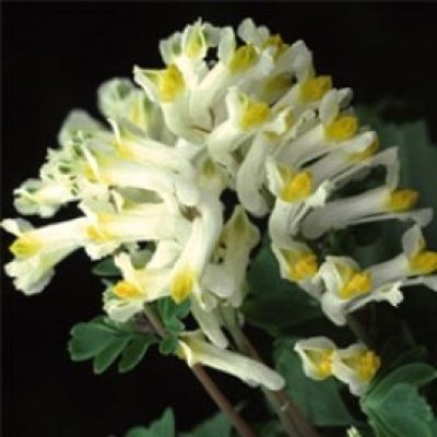 Corydalis Ochroleuca