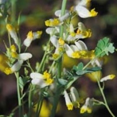 Corydalis Sempervirens Alba
