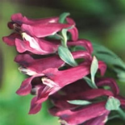 Corydalis Taliensis