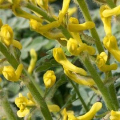 Corydalis Tomentella