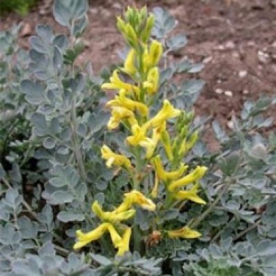Corydalis Wilsonii