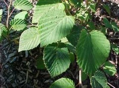 Corylopsis Glabrescens