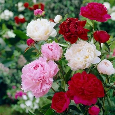 Cotton Candy Peony Mix