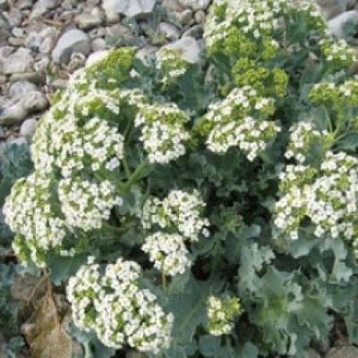 Crambe Maritima