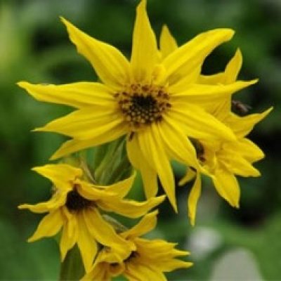 Cremanthodium Arnicoides