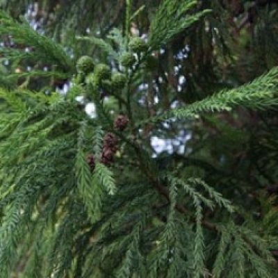 Cryptomeria Japonica