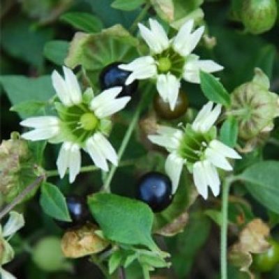 Cucubalus Baccifer (Silene)