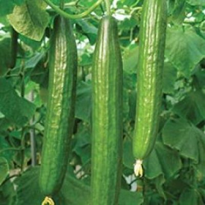 Cucumber