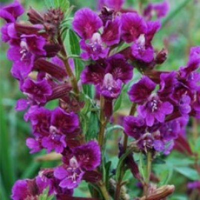Cuphea 'Regal Purple'