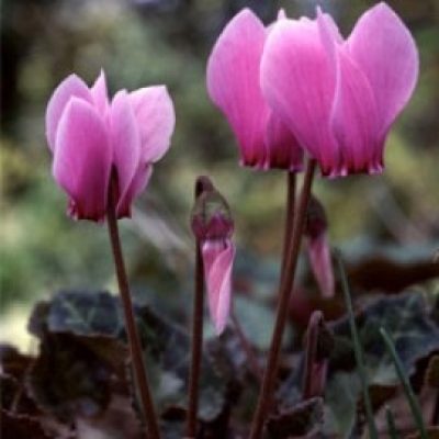 Cyclamen Africanum