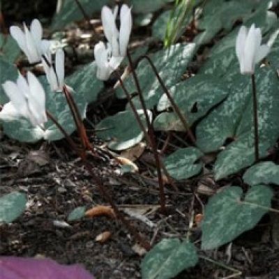 Cyclamen Balearicum