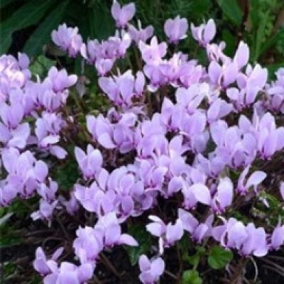 Cyclamen Hederifolium Mixed
