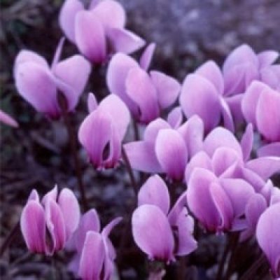 Cyclamen Hederifolium (Neapolitanum)