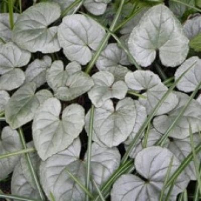 Cyclamen Hederifolium Silver Leaf