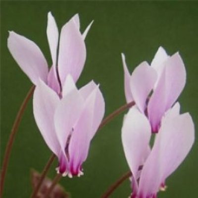 Cyclamen Hildebrandii