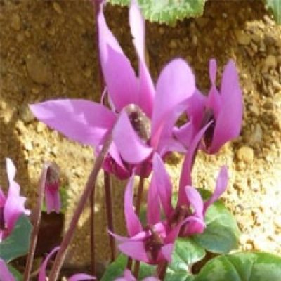 Cyclamen Persicum Cyprus Form