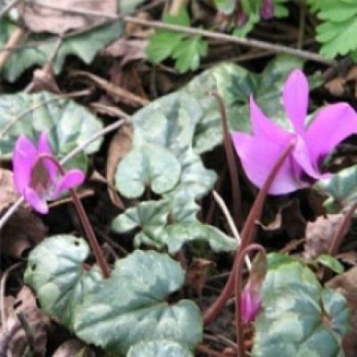 Cyclamen Pseudibericum