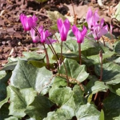 Cyclamen Rhodium Peloponnesiacum