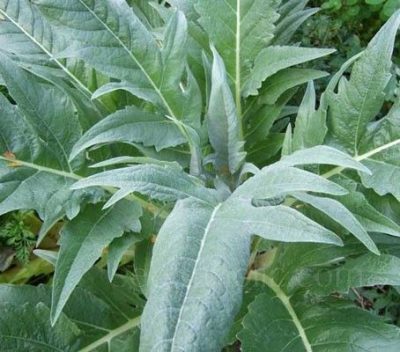 Cynara Cardunculus 'Cardoon'