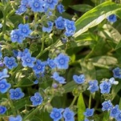 Cynoglossum Amabile