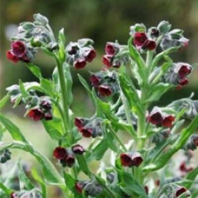 Cynoglossum Officinale