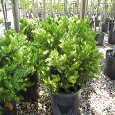 Dark Green Spreader Yew