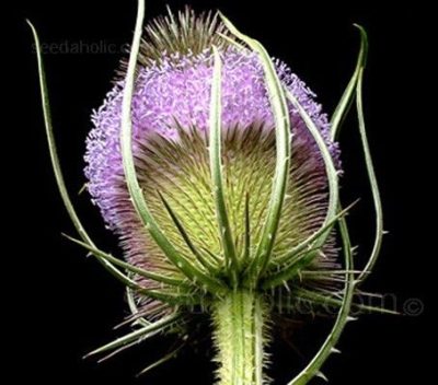Dipsacus Sativus Fullonum
