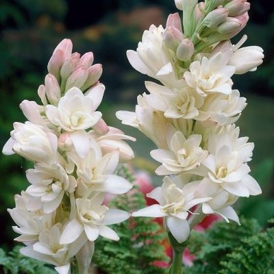 Double Tuberose The Pearl