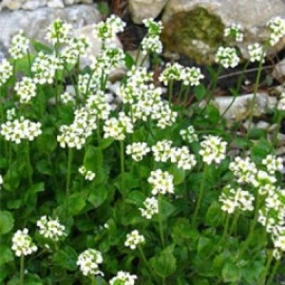 Draba Dedeana
