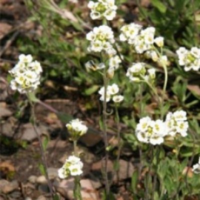 Draba Magellanica