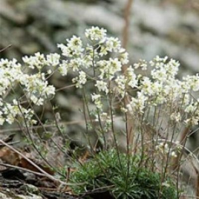 Draba Ramosissima