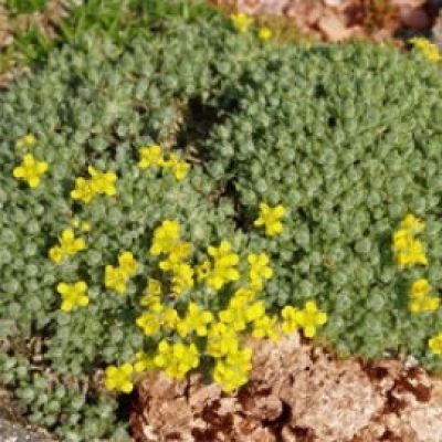Draba Ventosa