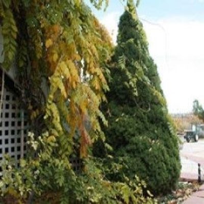 Dwarf Alberta Spruce