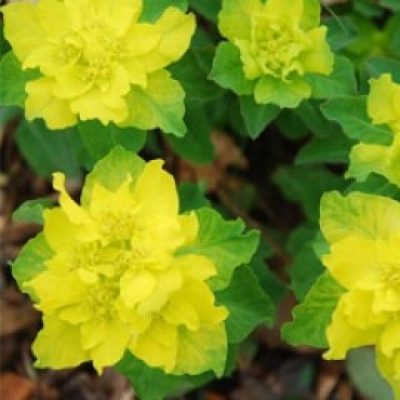 EUPHORBIA_POLYCHROMA