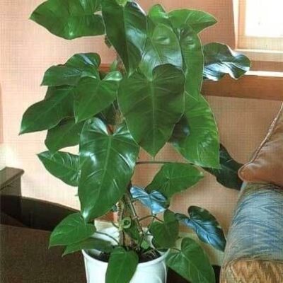 Elephant ear philodendron – Indoor Plants