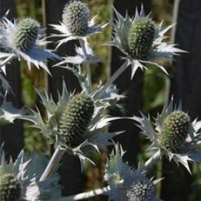 Eryngium GIganteum 'Silver Ghost'