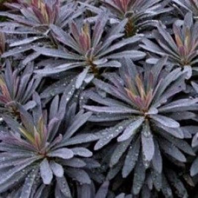 Euphorbia Amygdaloides Purpurea