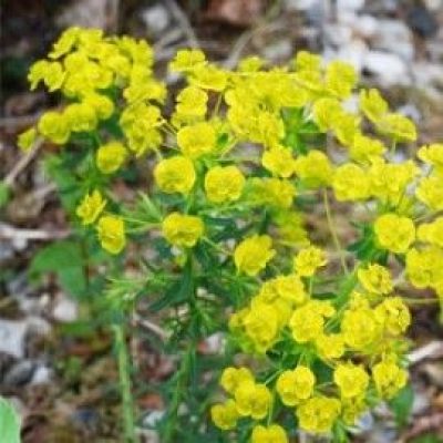 Euphorbia Cyparissias