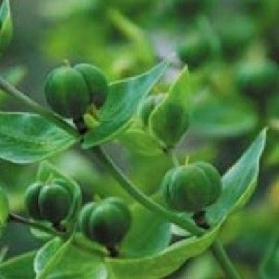 Euphorbia Lathyris