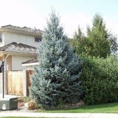Fat Albert Blue Colorado Spruce