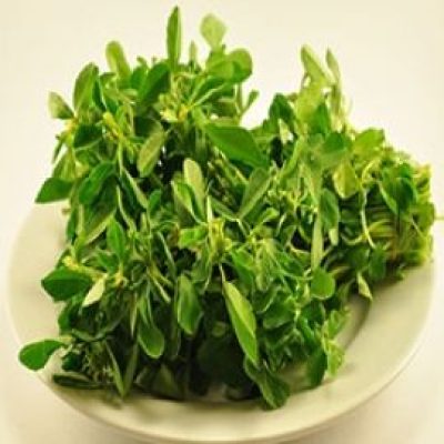 Fenugreek