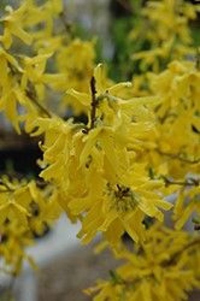 Fiesta Forsythia