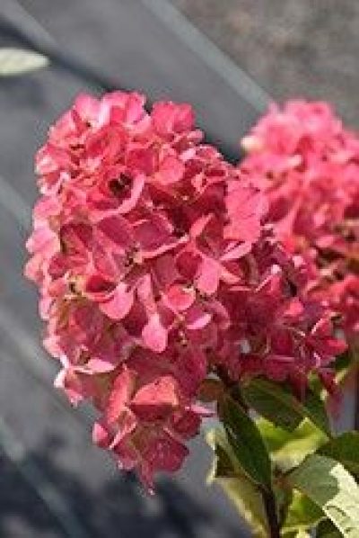 Fire Light® Hydrangea