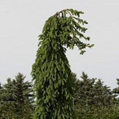 'Frohberg' Norway Spruce