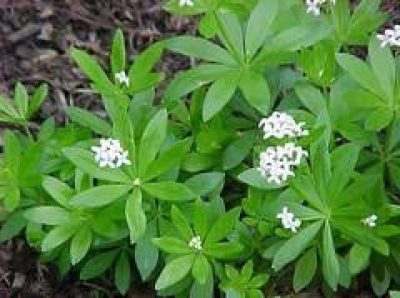 Galium Odoratum