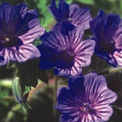 Geranium Bohemicum